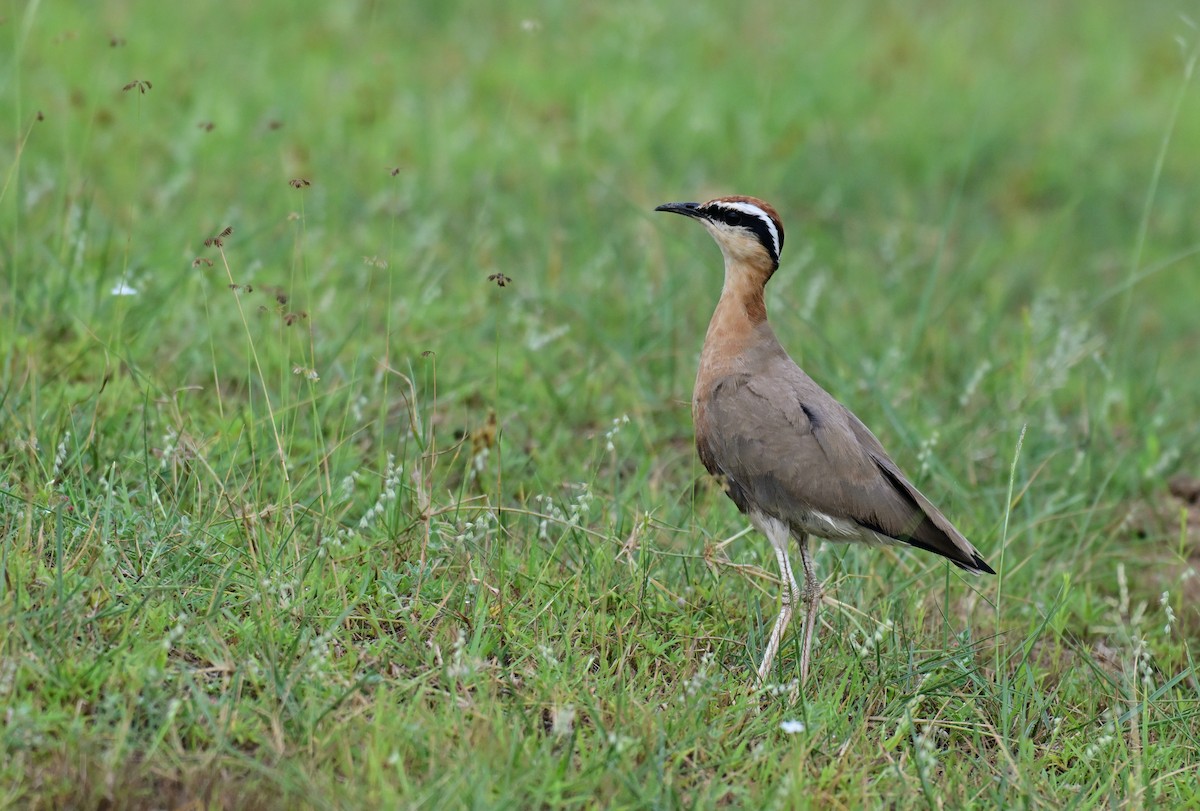 Courvite de Coromandel - ML640733403