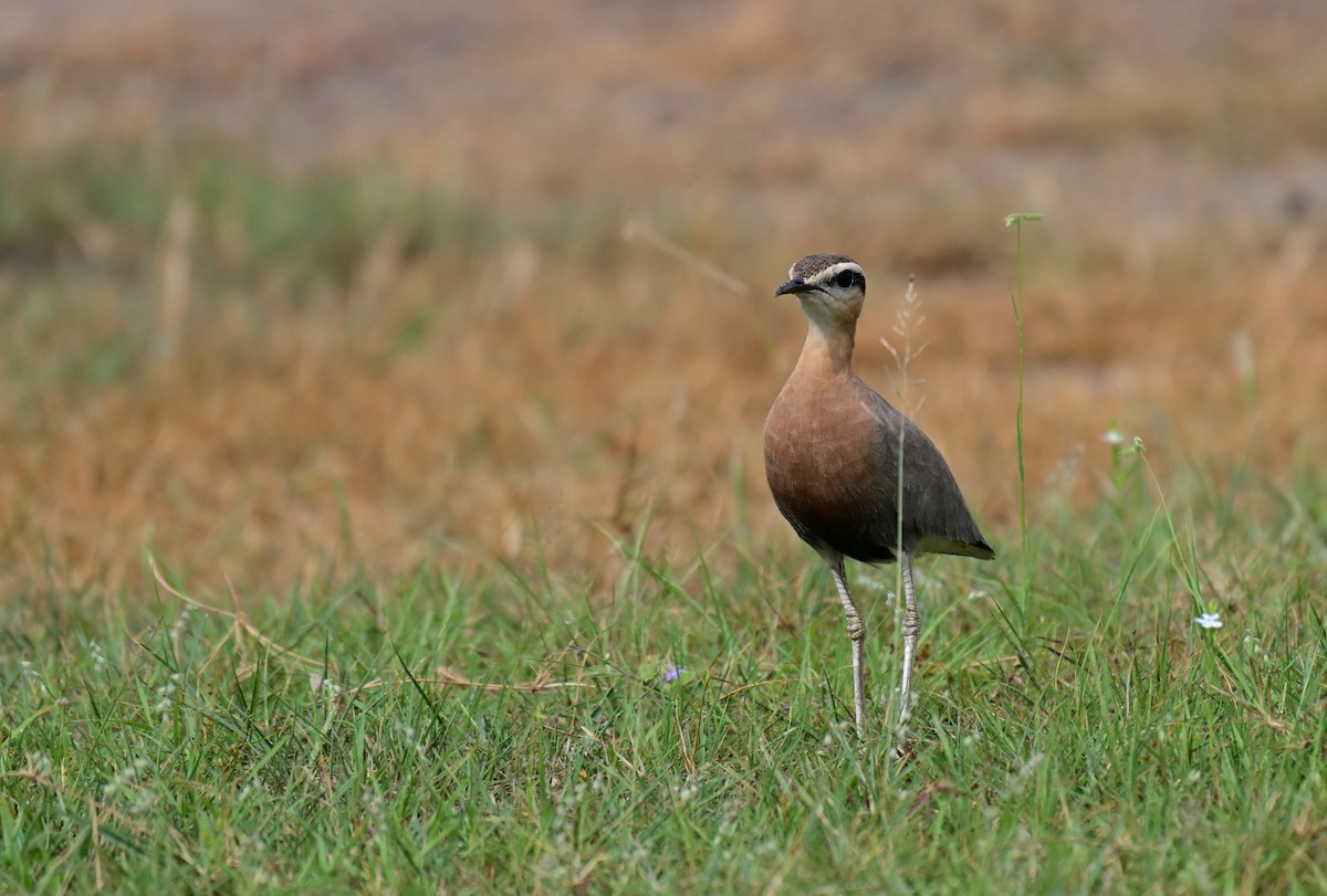 Courvite de Coromandel - ML640733404