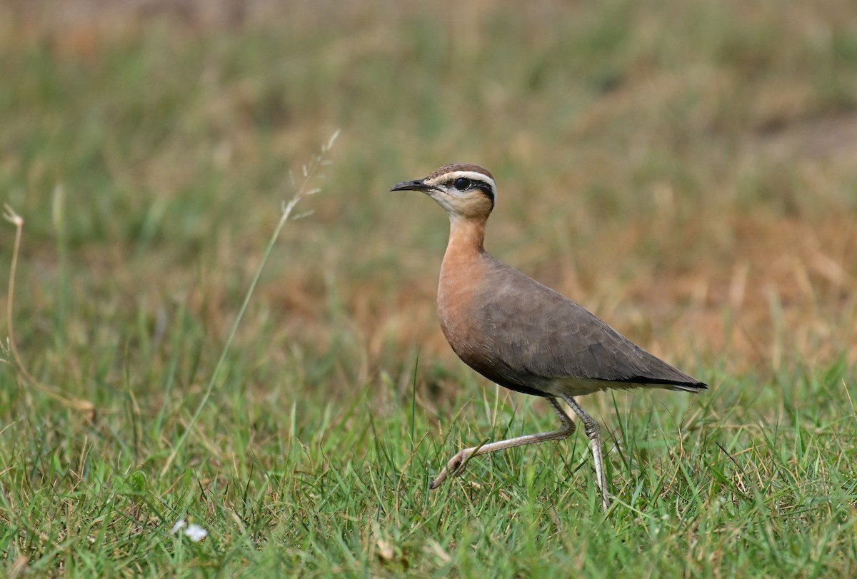 Courvite de Coromandel - ML640733405