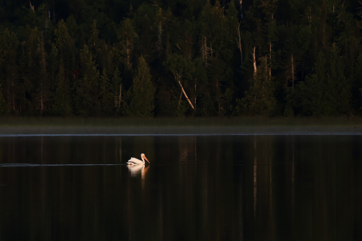 American White Pelican - ML640733413