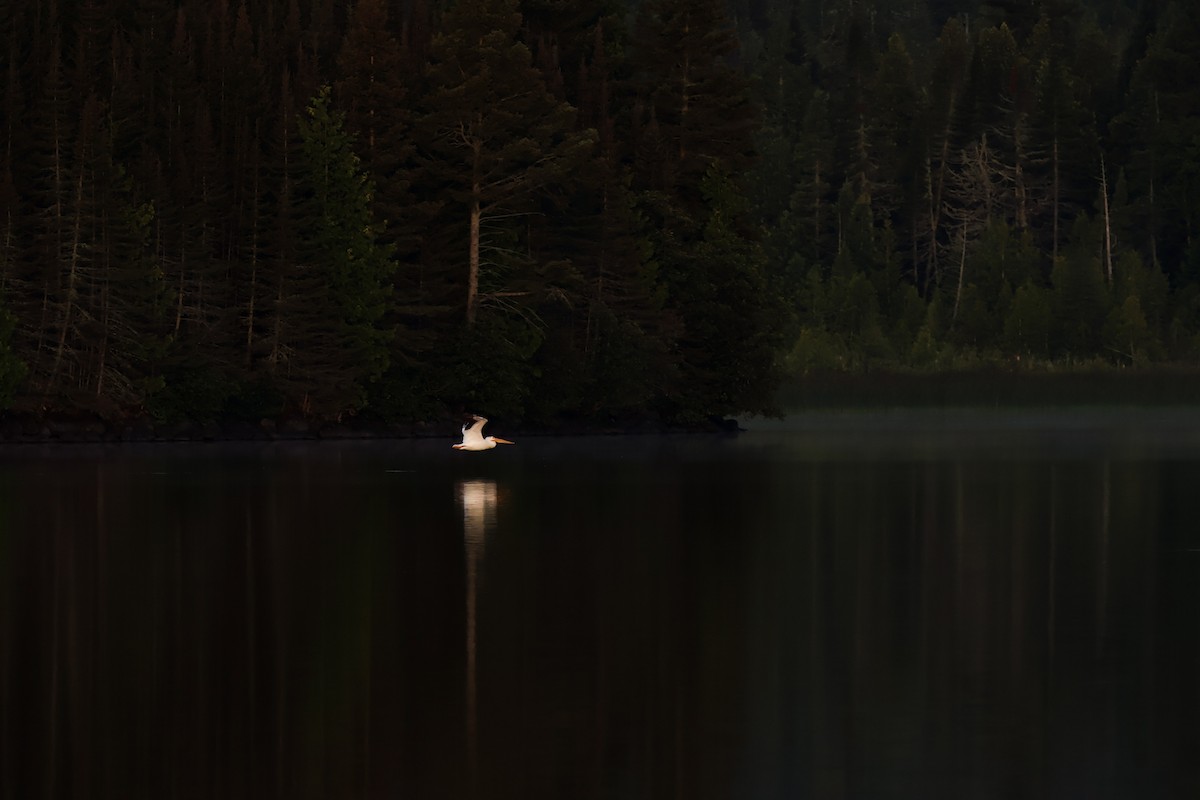 American White Pelican - ML640733414