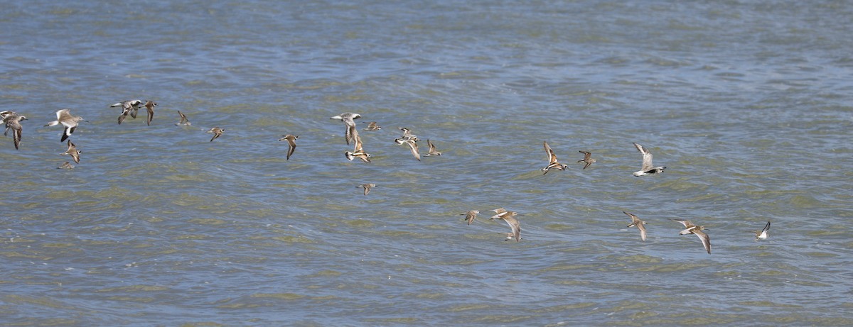 Western Sandpiper - ML640733441