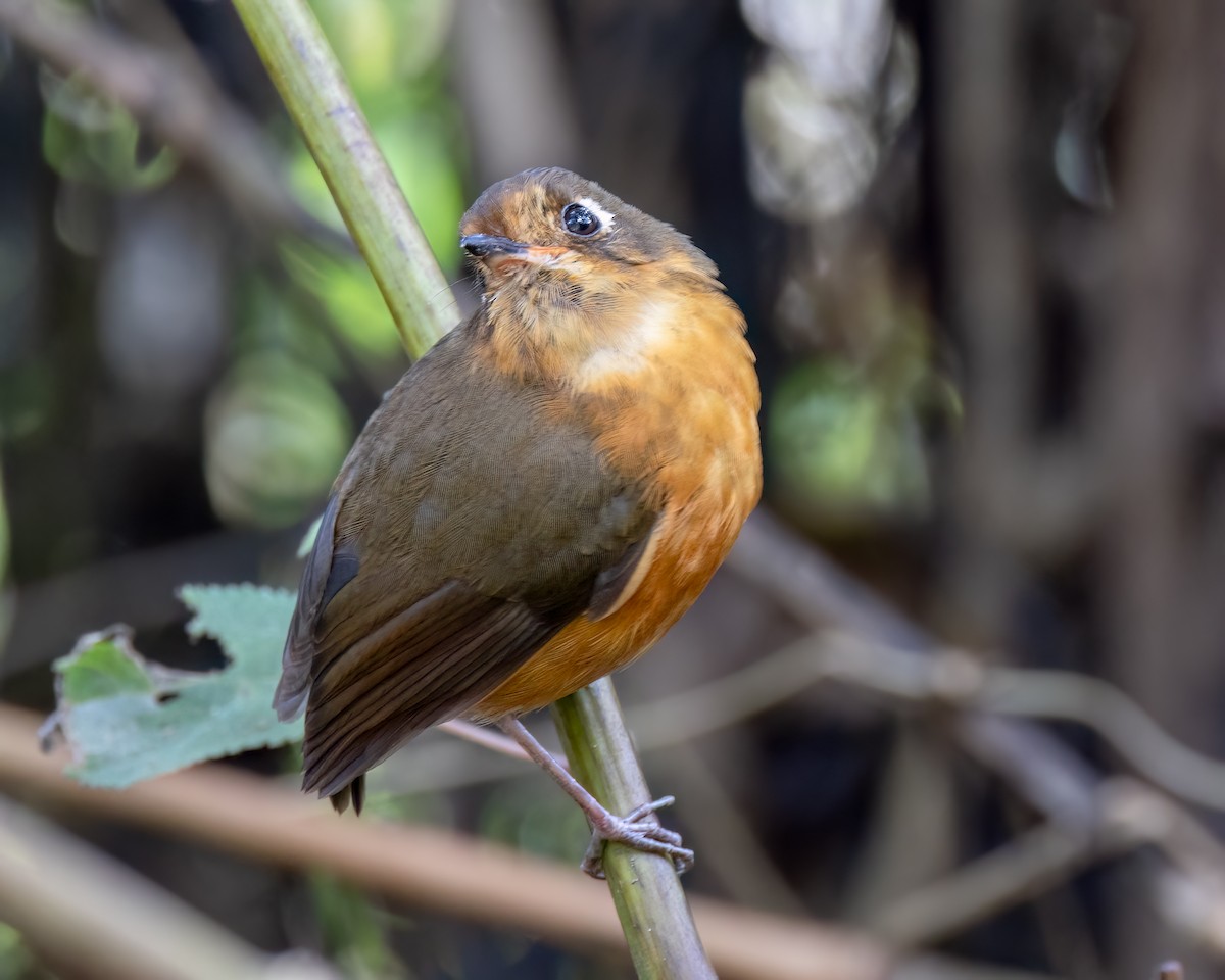 Leymebamba Antpitta - ML640733464