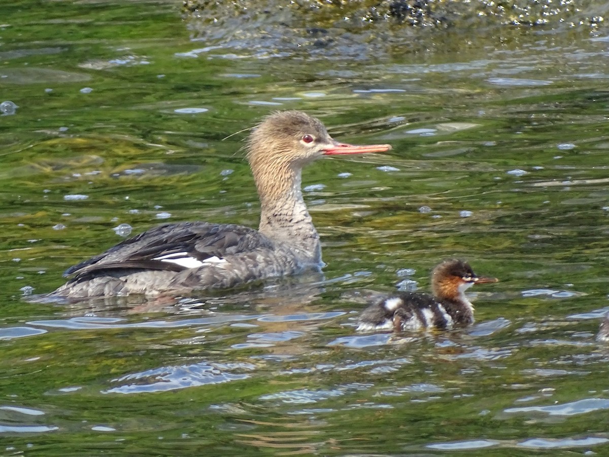 Red-breasted Merganser - ML640733490
