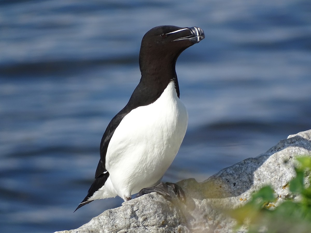 Razorbill - ML640733506