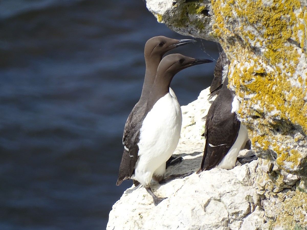 Common Murre - ML640733511