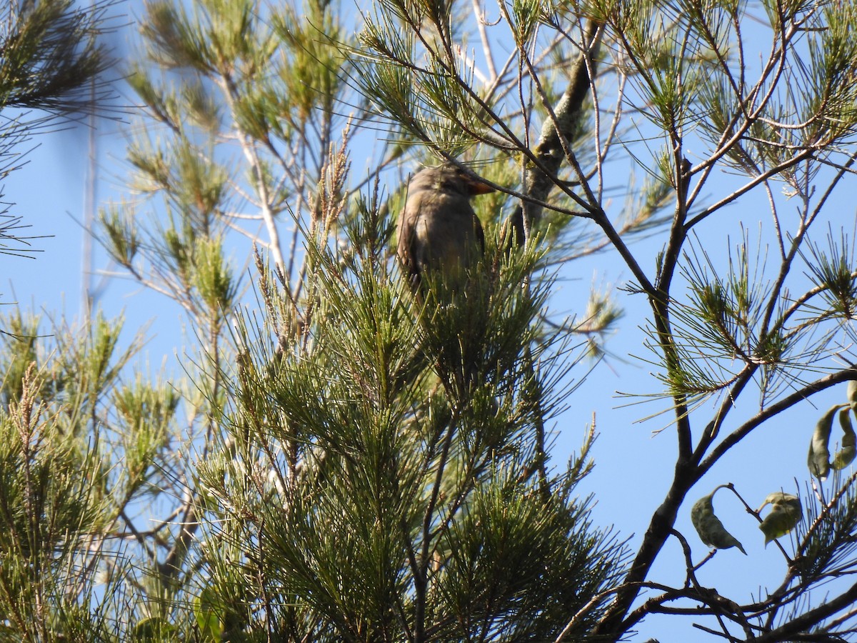 Greater Pewee - ML640733526