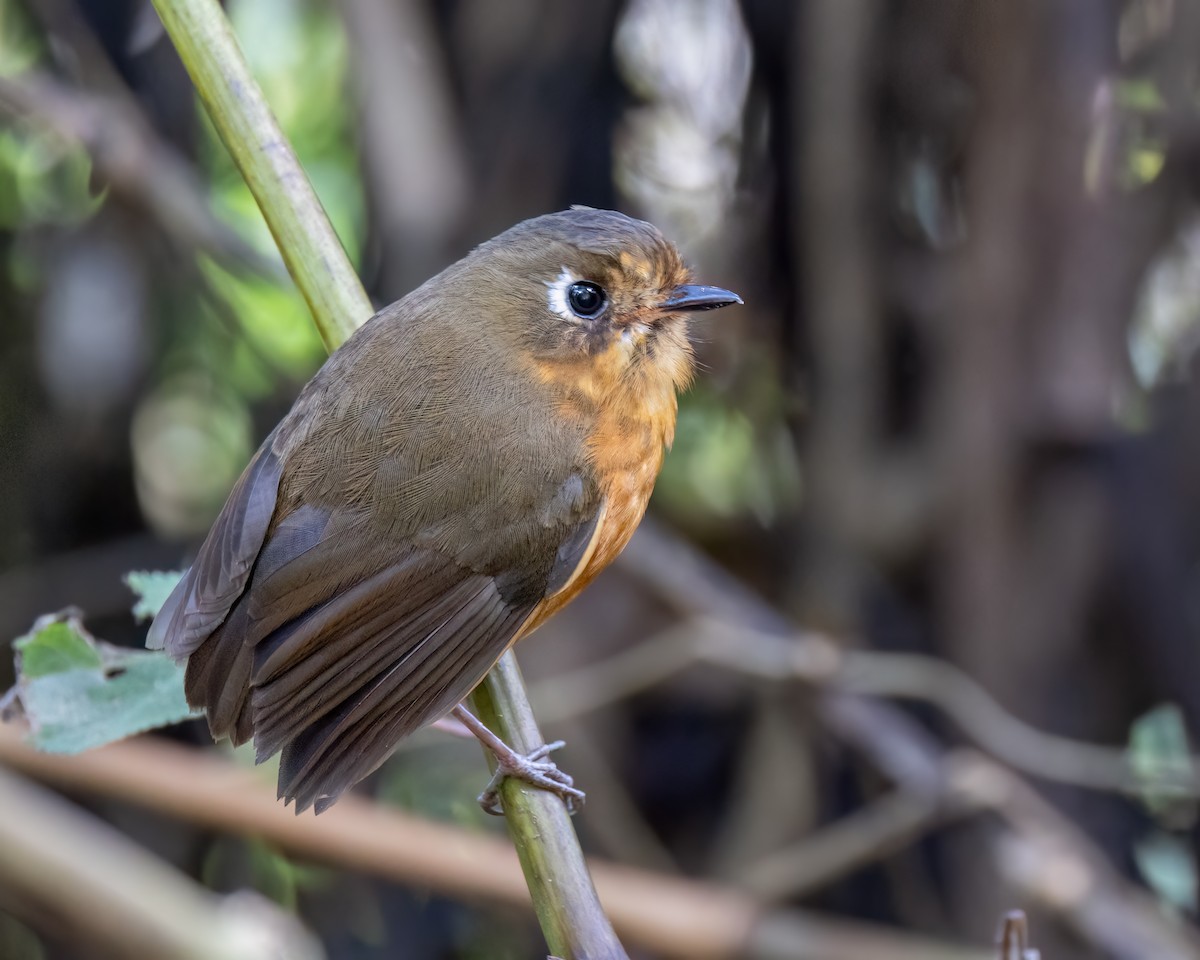 Leymebamba Antpitta - ML640733569