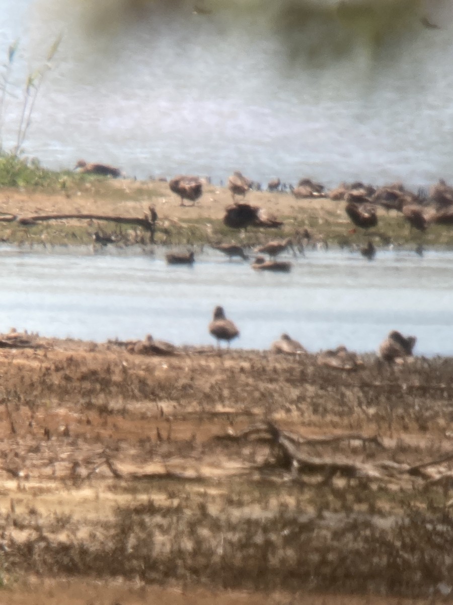 Marbled Godwit - ML640733660
