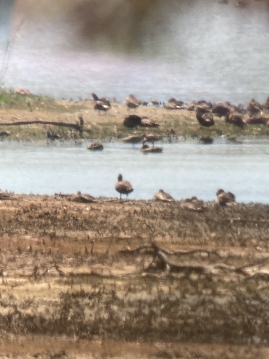 Marbled Godwit - ML640733697