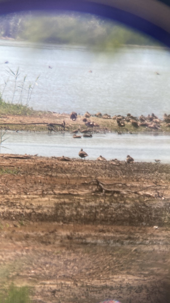 Marbled Godwit - ML640733698
