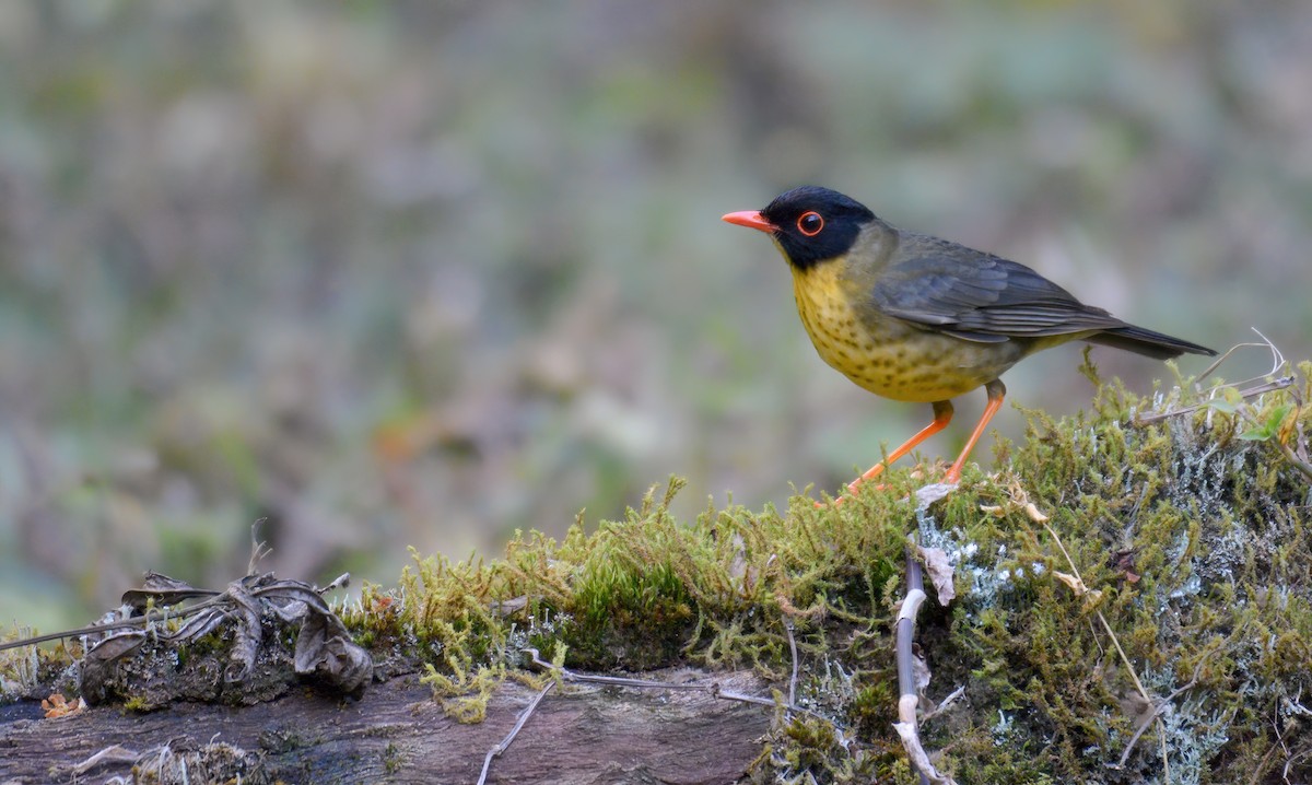 Yellow-throated Nightingale-Thrush - ML640733741