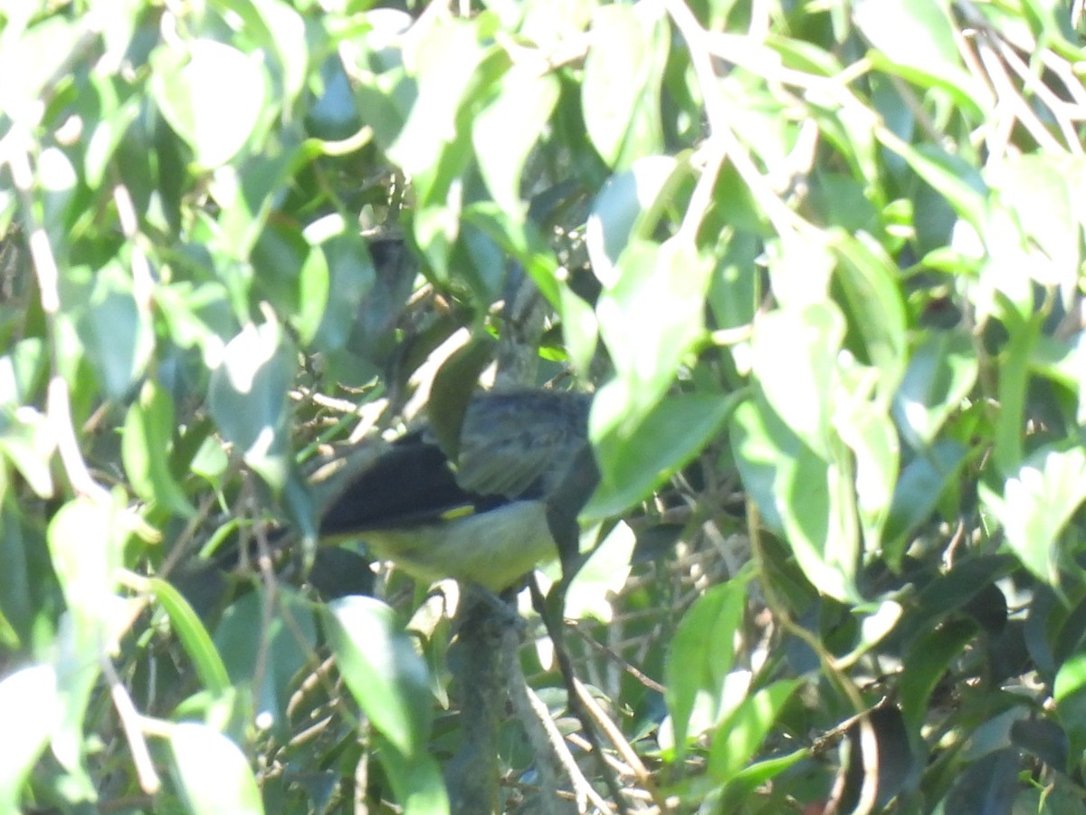 Tangara Aliamarilla - ML640733744