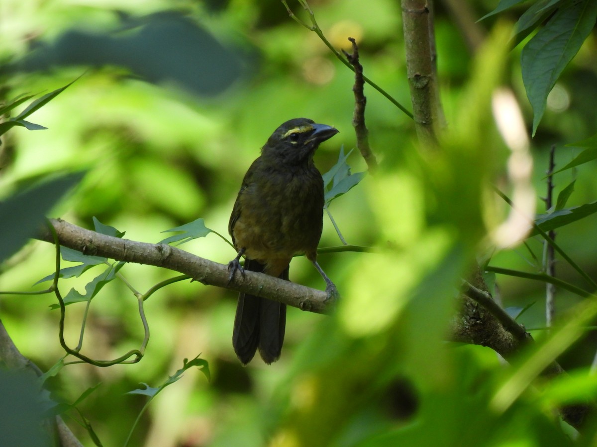 Cinnamon-bellied Saltator - ML640733757