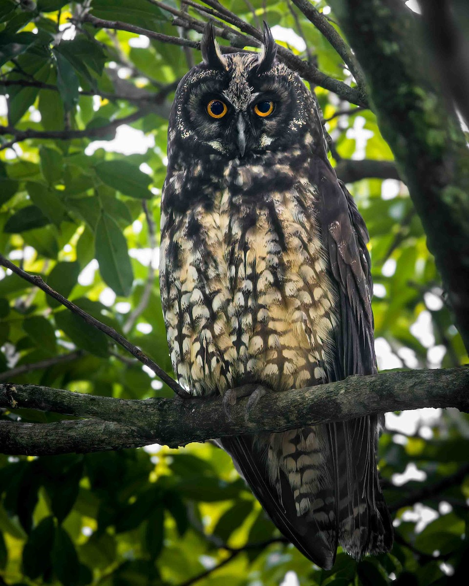 Stygian Owl - ML640733787