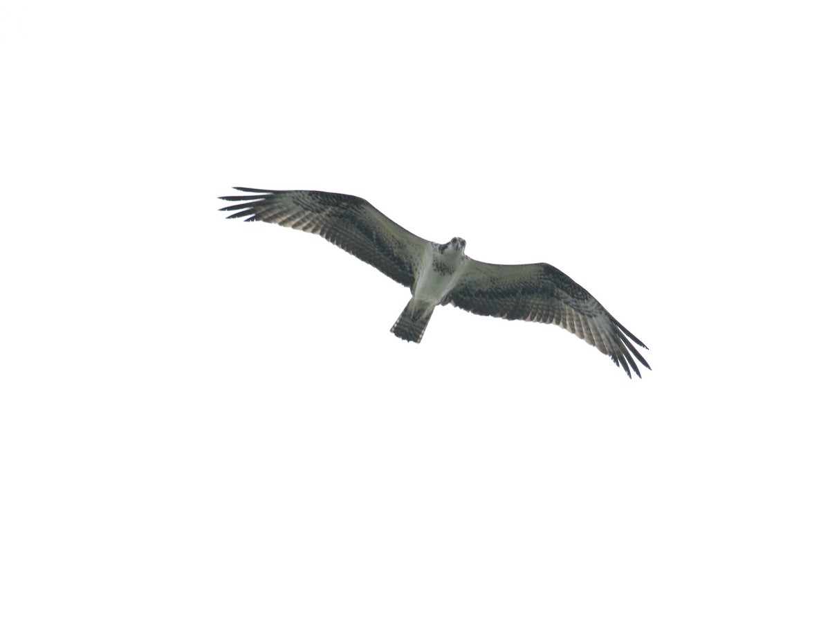 Falco pescatore - ML640733855