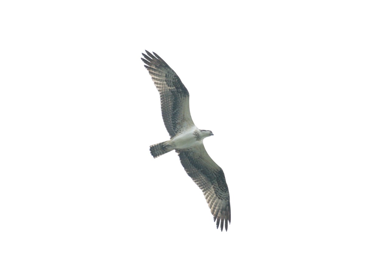 Falco pescatore - ML640733856