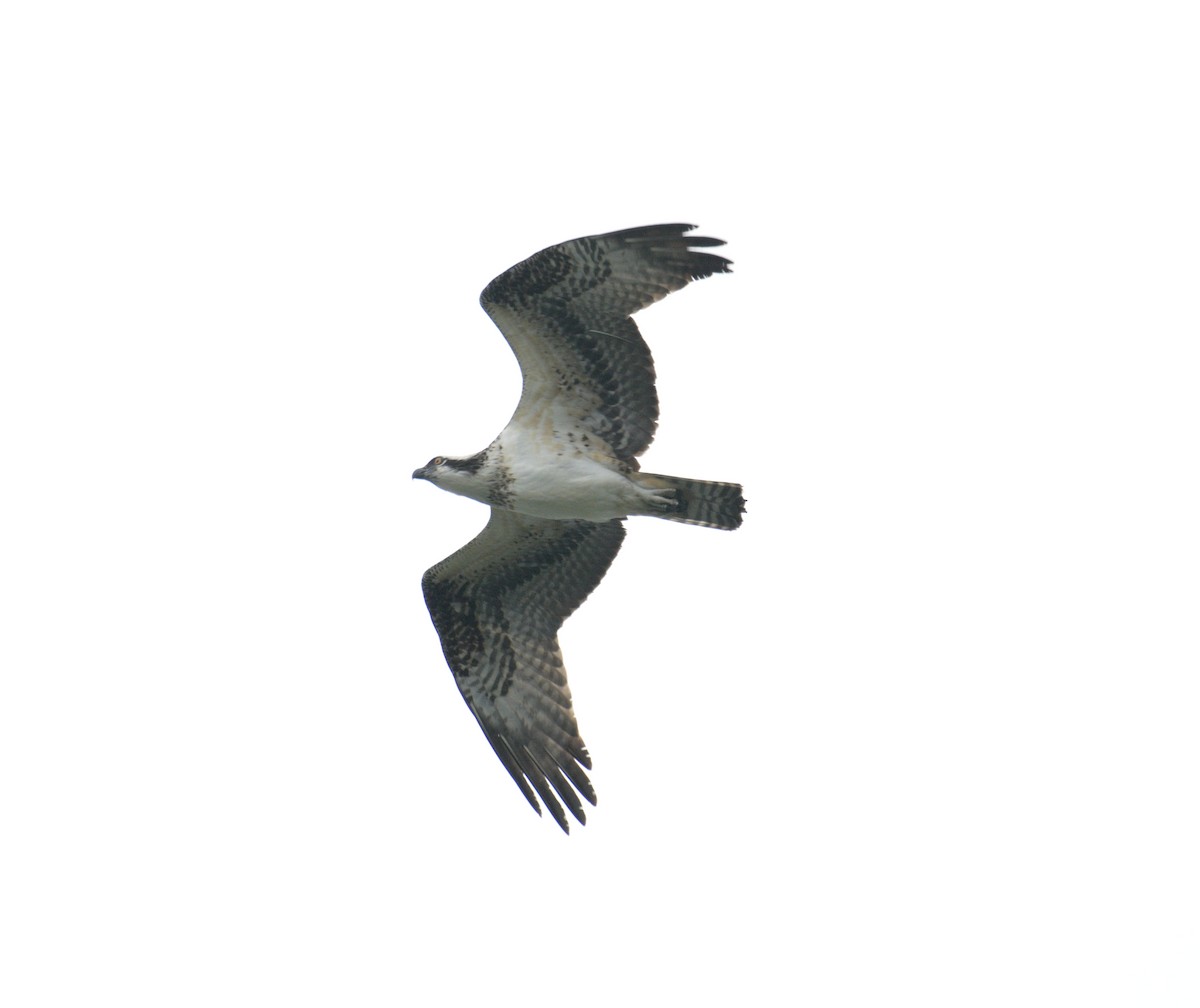 Falco pescatore - ML640733857