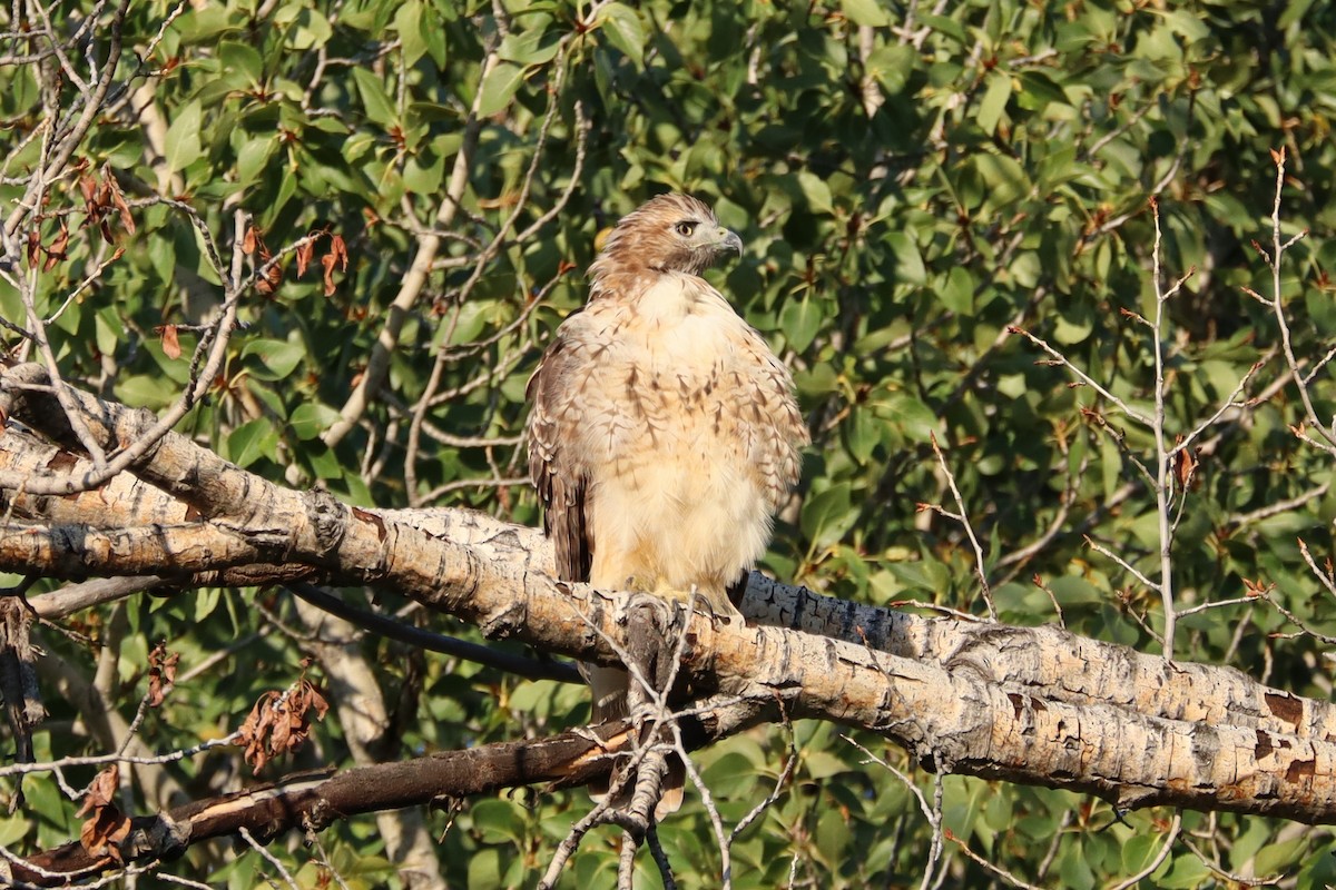 Red-tailed Hawk - ML640734167