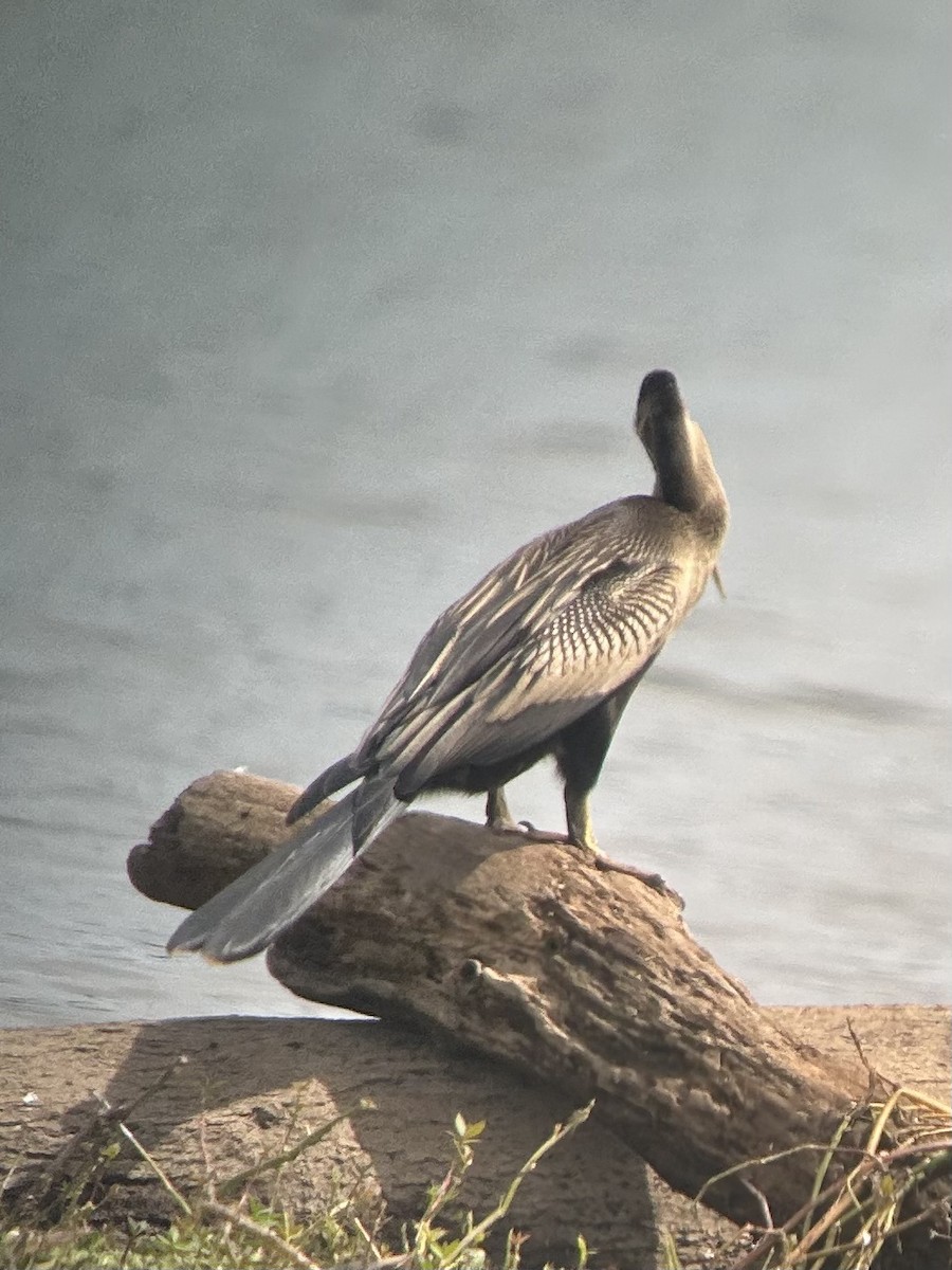 Anhinga - ML640734198