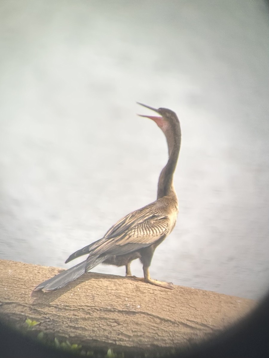 Anhinga - ML640734199
