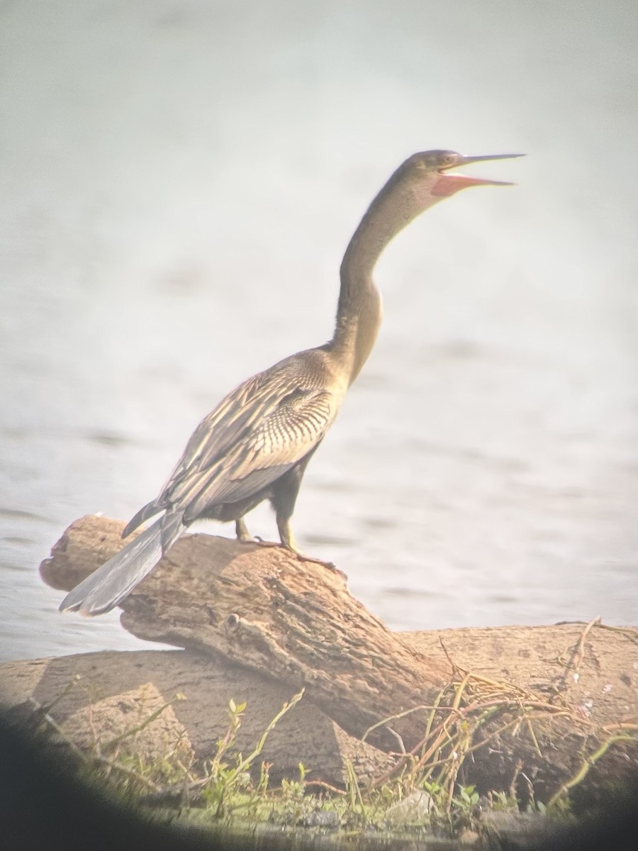Anhinga - ML640734200