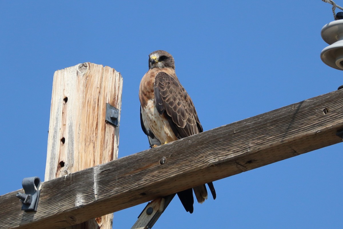 Swainson's Hawk - ML640734206