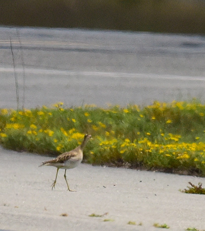 Upland Sandpiper - ML640734237