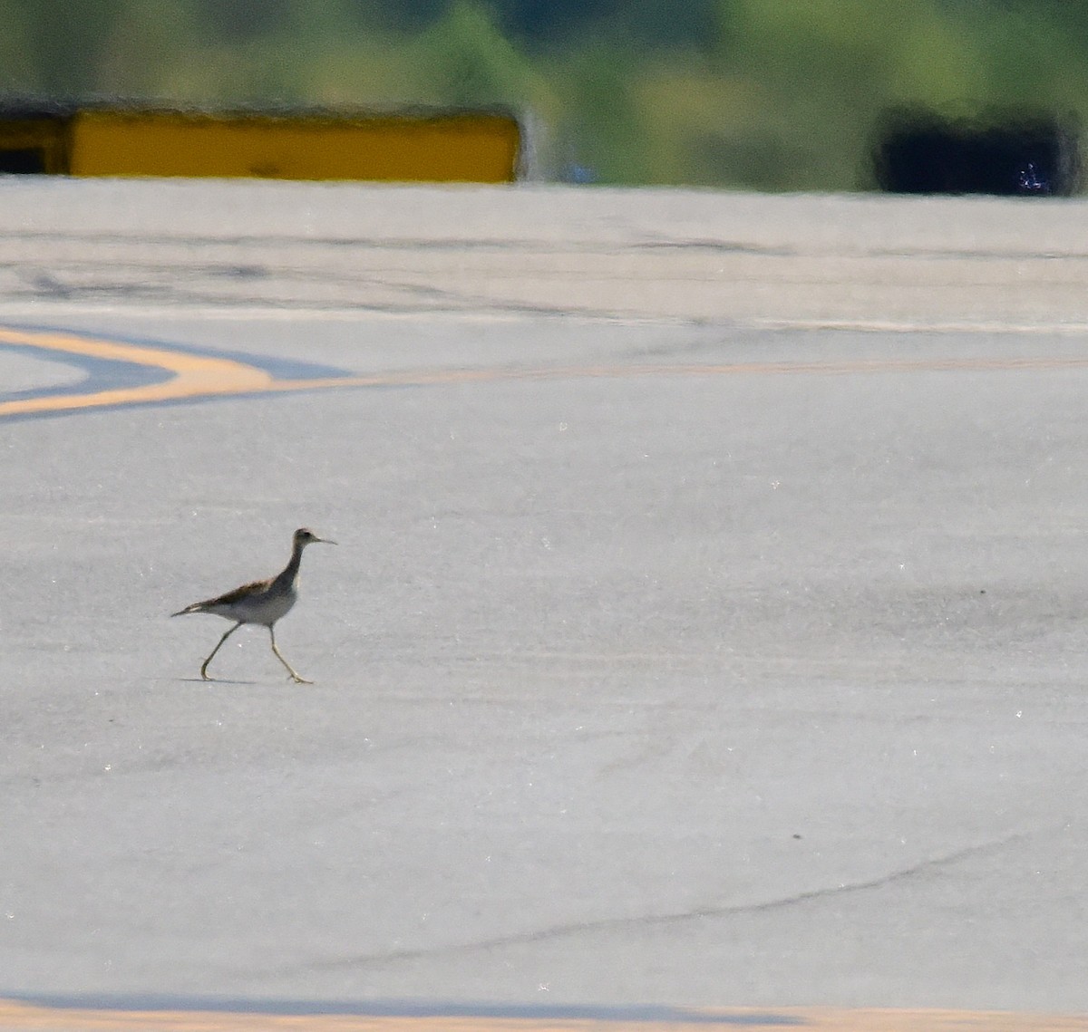 Upland Sandpiper - ML640734238
