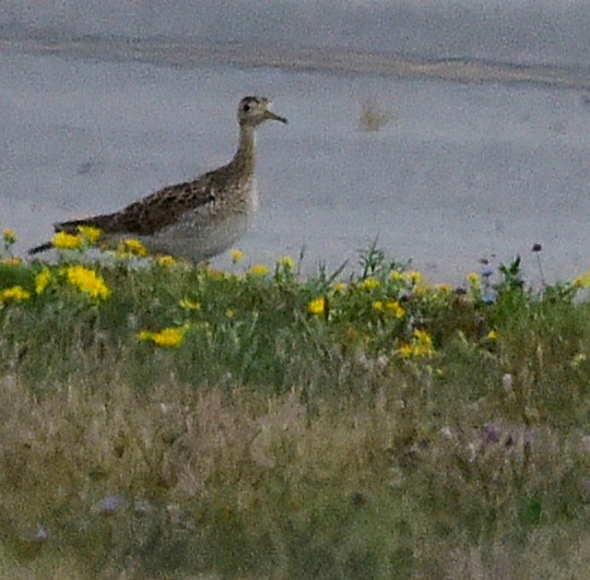 Upland Sandpiper - ML640734239