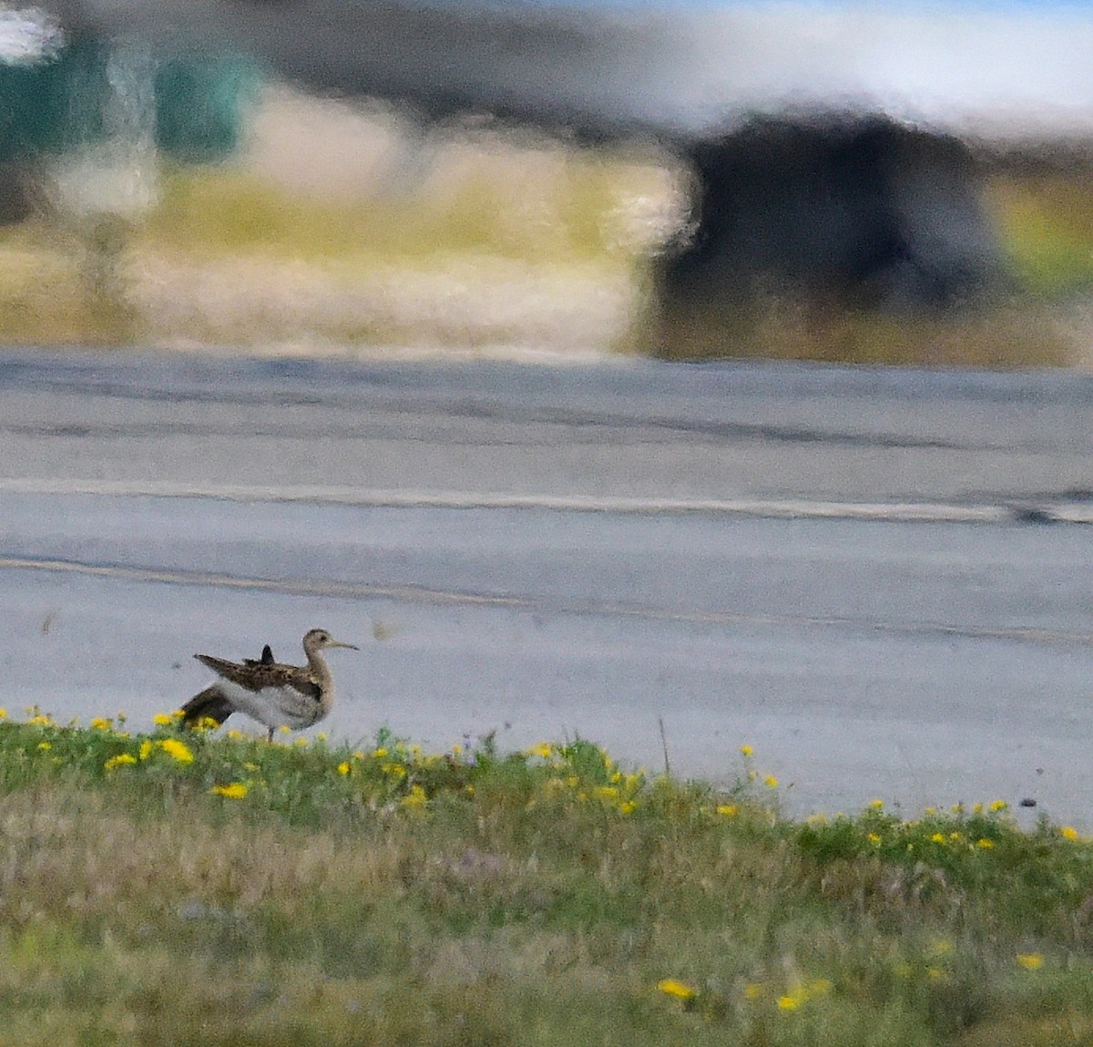 Upland Sandpiper - ML640734240