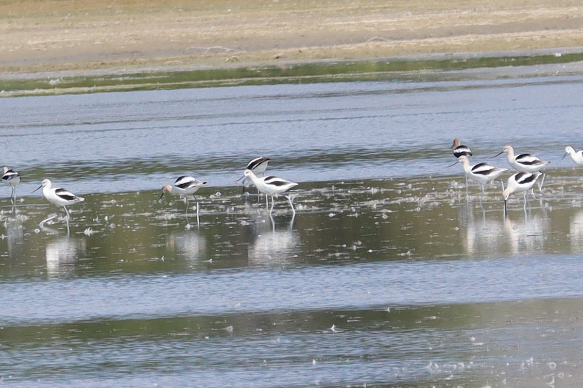 American Avocet - ML640734246