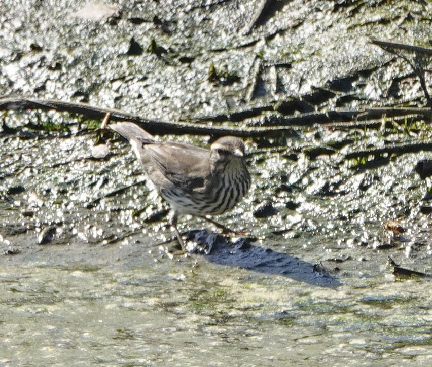 Northern Waterthrush - ML640734278