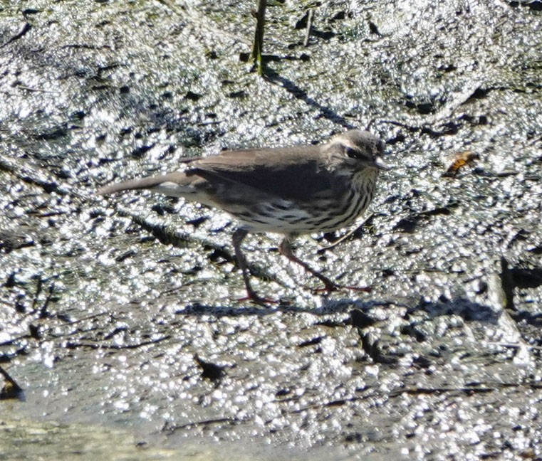 Northern Waterthrush - ML640734279