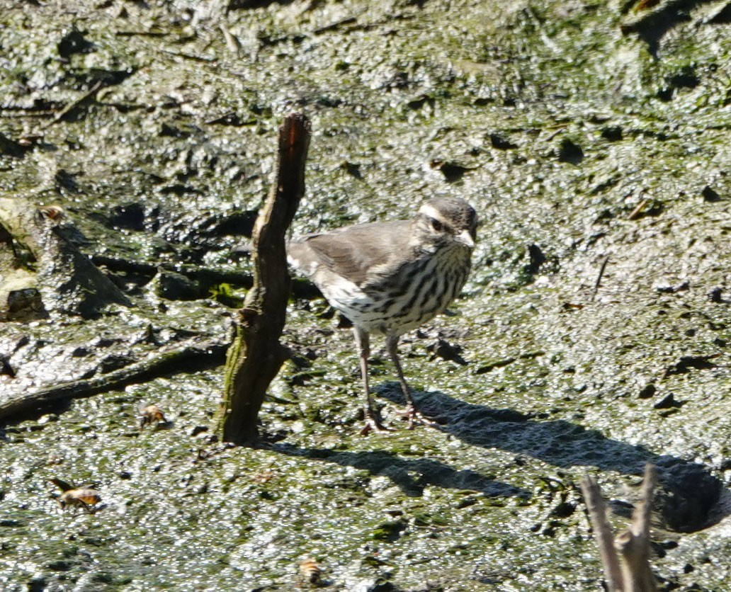 Northern Waterthrush - ML640734280