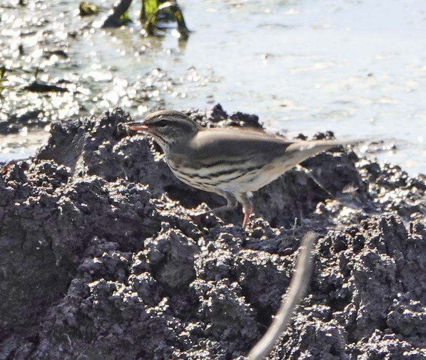 Northern Waterthrush - ML640734281