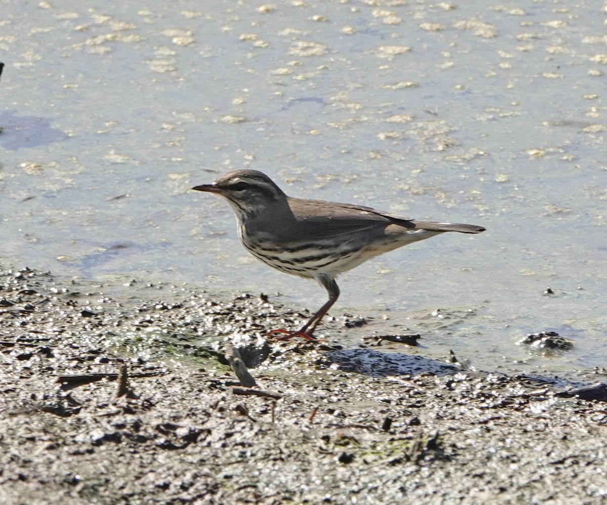 Northern Waterthrush - ML640734282