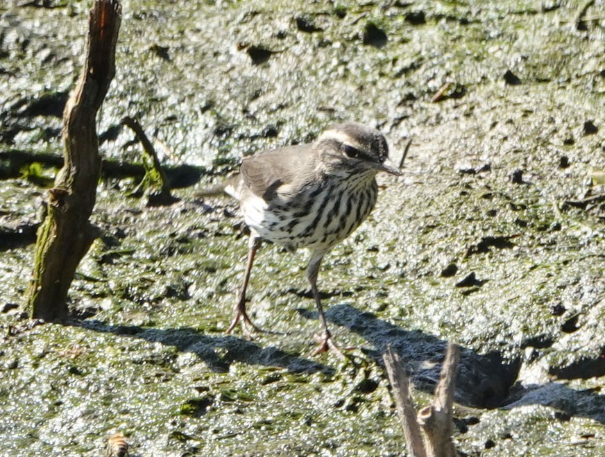 Northern Waterthrush - ML640734283