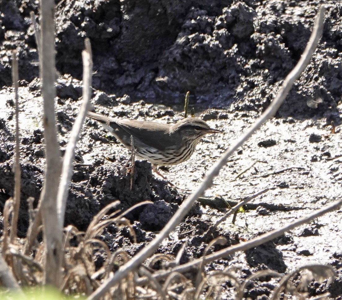 Northern Waterthrush - ML640734284
