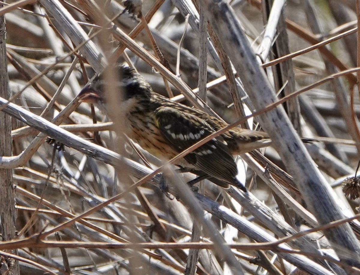 Black-headed Grosbeak - ML640734303