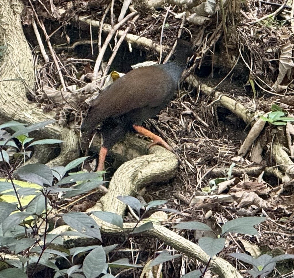 Orange-footed Megapode - ML640734407