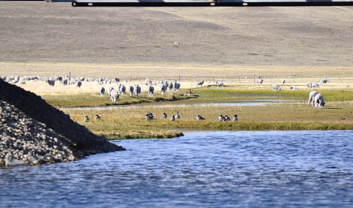 Chiloe Wigeon - ML640734434