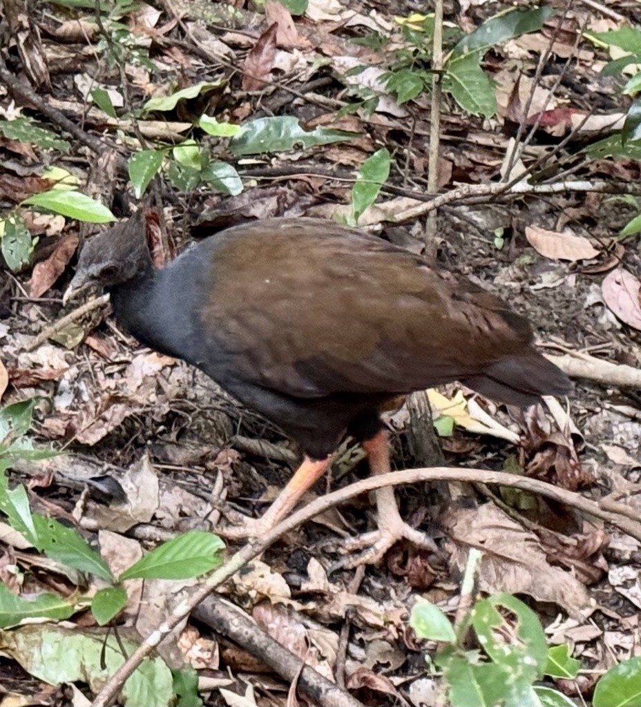 Orange-footed Megapode - ML640734441