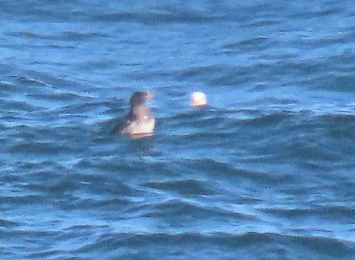Rhinoceros Auklet - ML640734478