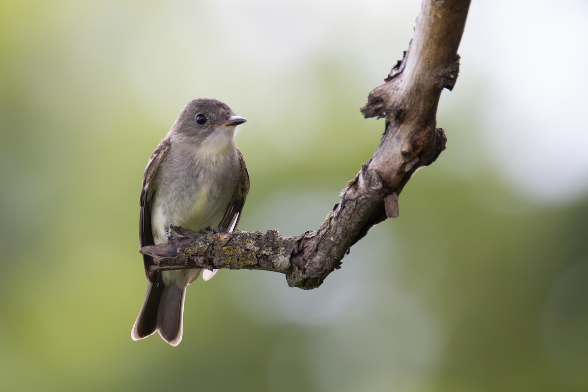 Eastern Wood-Pewee - ML640734531