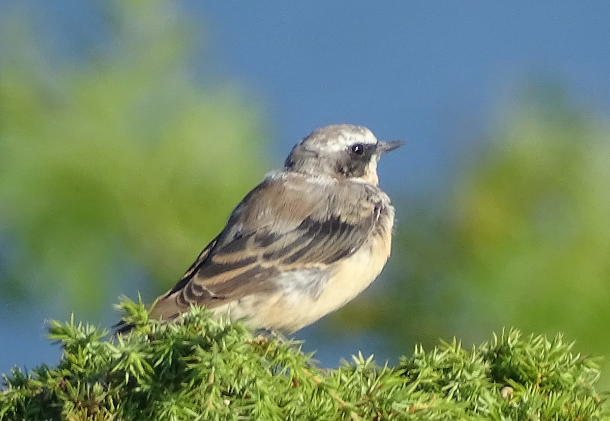 Northern Wheatear - ML640734542