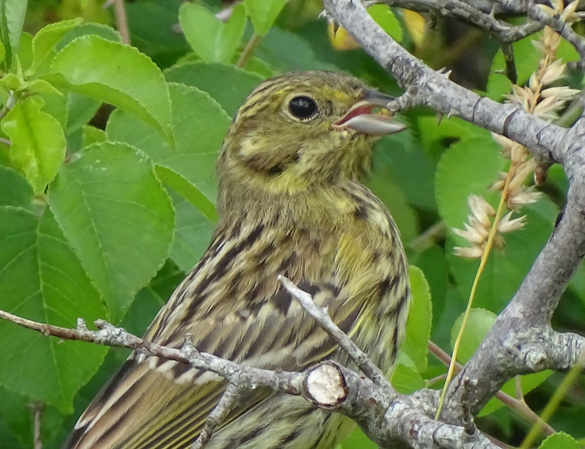 Yellowhammer - ML640734566