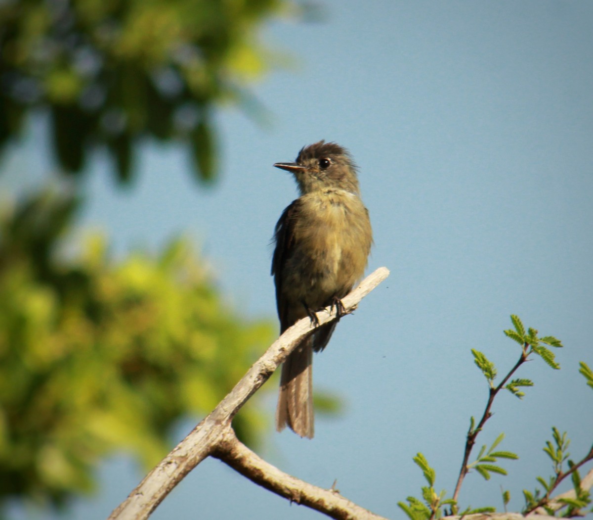 Cuban Pewee - ML640734604