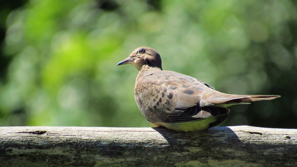 Mourning Dove - ML64073471