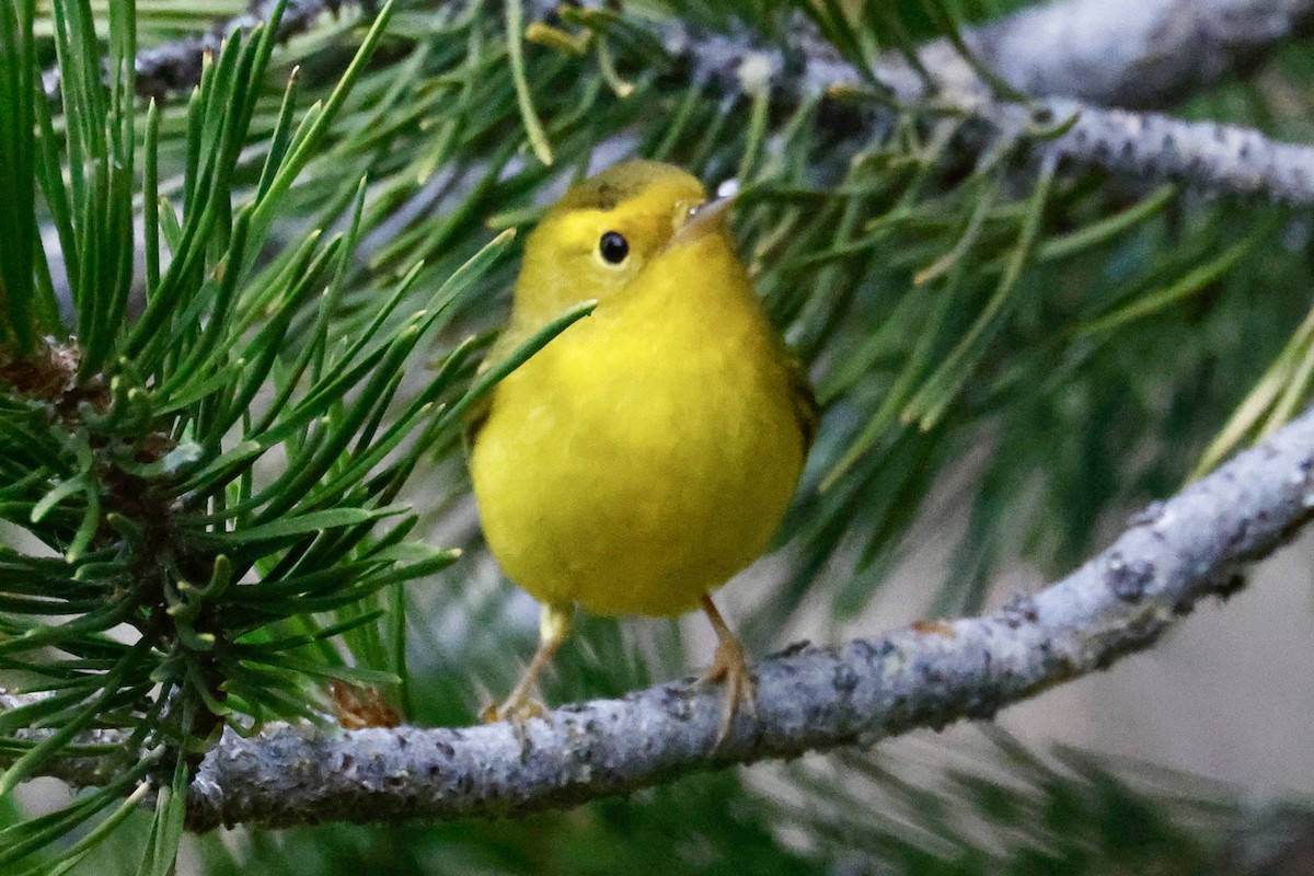 Wilson's Warbler - ML640734748